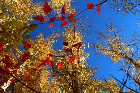 Autumn forest. Yellow and white birches. Yellow leaves on a blue sky. Combinatio Stock Photos