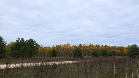 Autumn Forest with Yellow Foliage Stock Photos