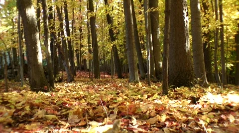 Autumn forest yellow Video stock 543716