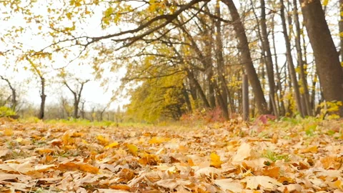 Autumn forest. Yellow leaves. The camera moves forward. Slow motion Stock Footage 101805309