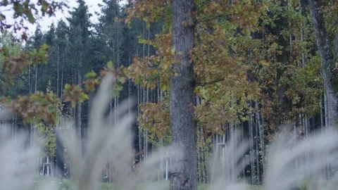 Autumn forest with young trees held by wooden support stakes, calm misty nature Stock Footage 341575550