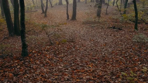 Autumn forest8 Stock Footage 131210020