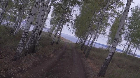 Autumn forest.Birch trees.Windy and cold weather.Freedom Stock Footage 102168933