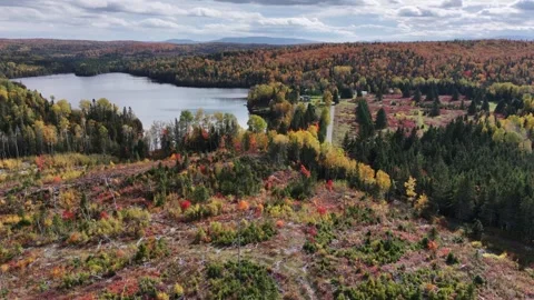 Autumn Forestry in Quebec: Ascending Drone View of Logging Site Stock Footage 346917423