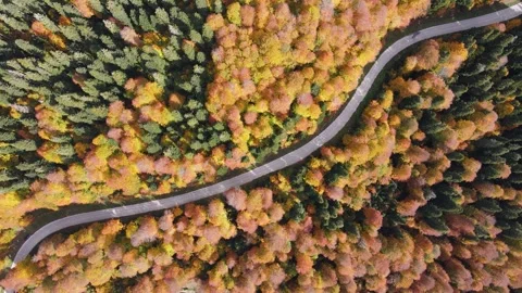 Autumn Forests Stock Footage 332307971