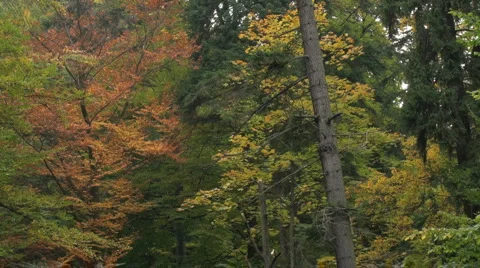Autumn forests in october and november Stock Footage