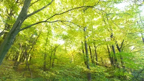 Autumn forests in usa Stock Footage 96456487