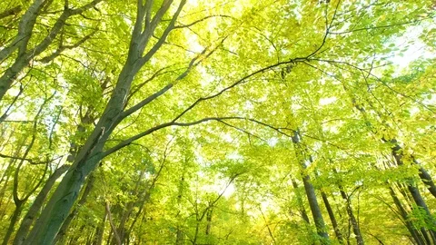 Autumn forests in usa Stock Footage 96459871