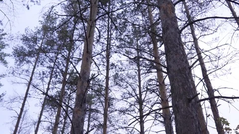 Autumn forest.Spruce trees Stock Footage 102041947