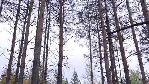 Autumn forest.Spruce trees.Windy and cold weather.Freedom Stock Footage 102042890