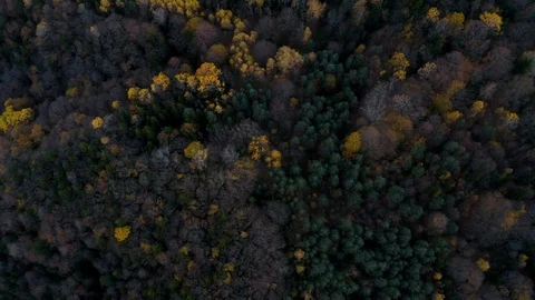 Autumn at Forrest captured from drone Video stock 120012476