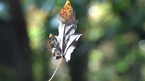 Autumn forrest Vidéo 12372167
