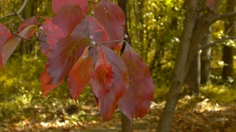 Autumn forrest Stock Footage 12377271