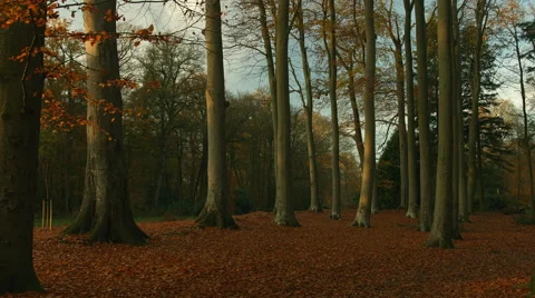 Autumn forrest Stock-Footage 44202310