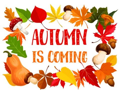 Autumn frame of fall leaf, pumpkin and mushroom Stock Illustration