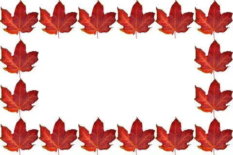 Autumn frame with ginger red maple leaves Stock Photos
