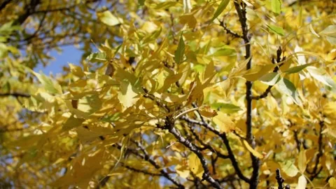 Autumn frame with yellow leaves Video stock 219267828