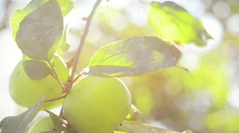 Autumn Fresh Apple on Tree with Sun Flare. Close-up view. 스톡 동영상 59086587