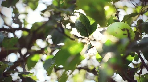 Autumn Fresh Apple Tree at Sunset with Sun Flare Stock Footage 59086495