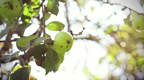 Autumn Fresh Apple Tree at Sunset with Sun Flare Stock Footage 59086588