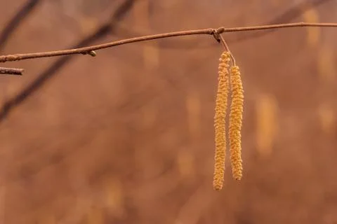 Autumn fruit in the forest Foto stock