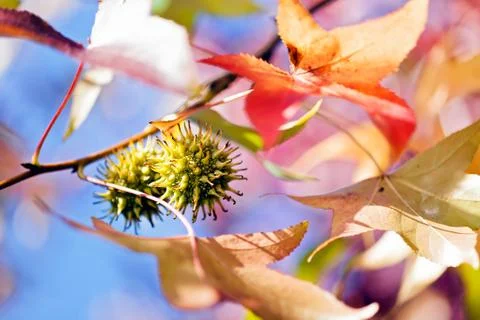 Autumn fruit Foto stock gratuite