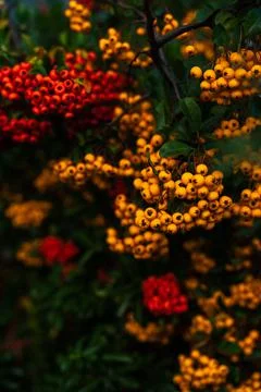 Autumn fruit Stock Photos