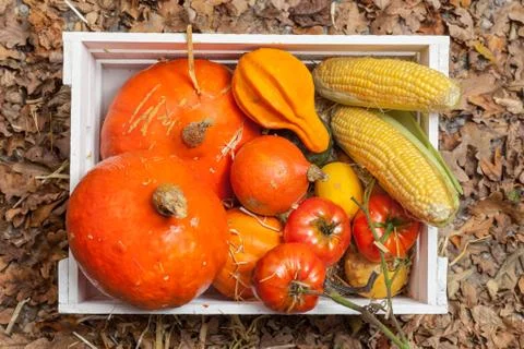 Autumn fruits Stock Photos