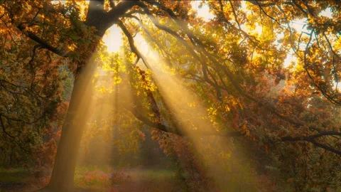 Autumn in full swing. Sun rays emerging though the orange autumn tree branches Stock Footage 137959700