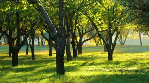 Autumn garden Stock Footage 14819211