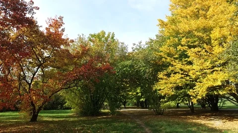 In a autumn garden Video stock 97343941