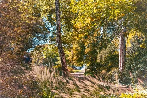 Autumn garden path framed by birch trees and feather grass Stock Photos