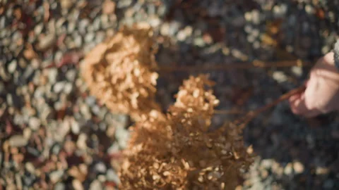 Autumn garden stillness. Withered hydrangea on stones. Sunlit path with dried Vídeos de archivo 346397208