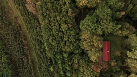 Autumn German Forest Video stock 287503946