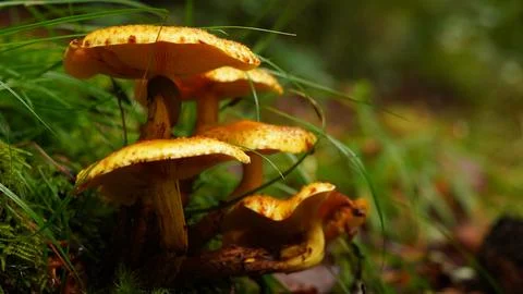 Autumn gifts of nature Stock Photos
