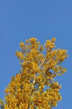 Autumn gingko tree Stock Photos