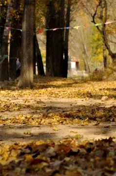 Autumn gingko tree Stock Photos