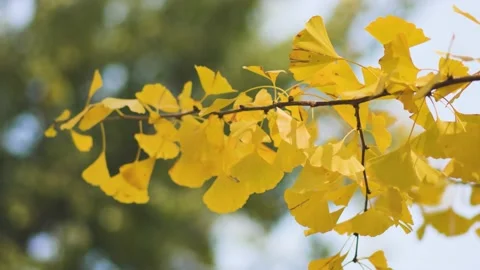 Autumn ginkgo leaves empty mirror Stock Footage 220170831