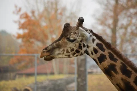 Autumn Giraffe Stock Photos