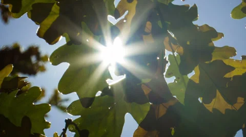 Autumn Gold 動画素材 32164456