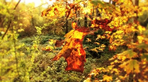 Autumn gold leaf Stock Footage 8918411