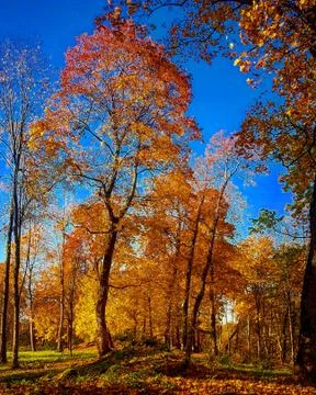Autumn gold tree Stock Photos