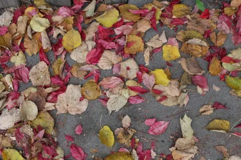 Autumn golden leaves underfoot texture background Stock Photos
