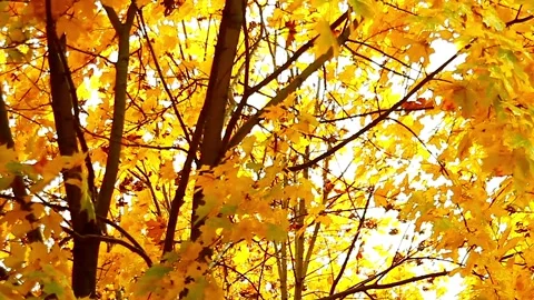 Autumn golden tree Stock Footage 95643230