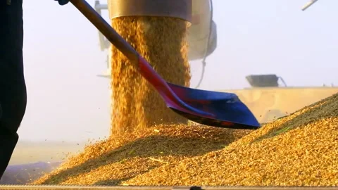 Autumn grain harvest loading 動画素材 259547534