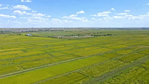 Autumn grain paddy field - plain field Stock Footage 257989617