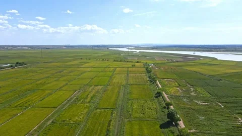 Autumn grain paddy fields - Yellow River plain fields Stock Footage 257989784