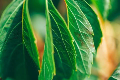 Autumn Grape leaf on grapevine, close-up. macro photo selected focus Stock Photos