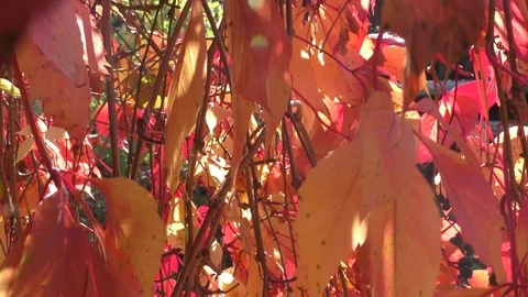 Autumn grape leaves on the branches. Stock Footage 117367775