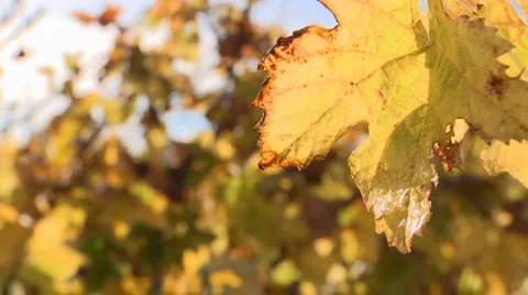 Autumn grape leaves Stock Footage 5503700